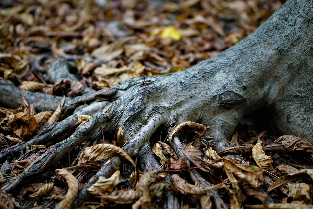 Macro photograph of Vetiver rootlets