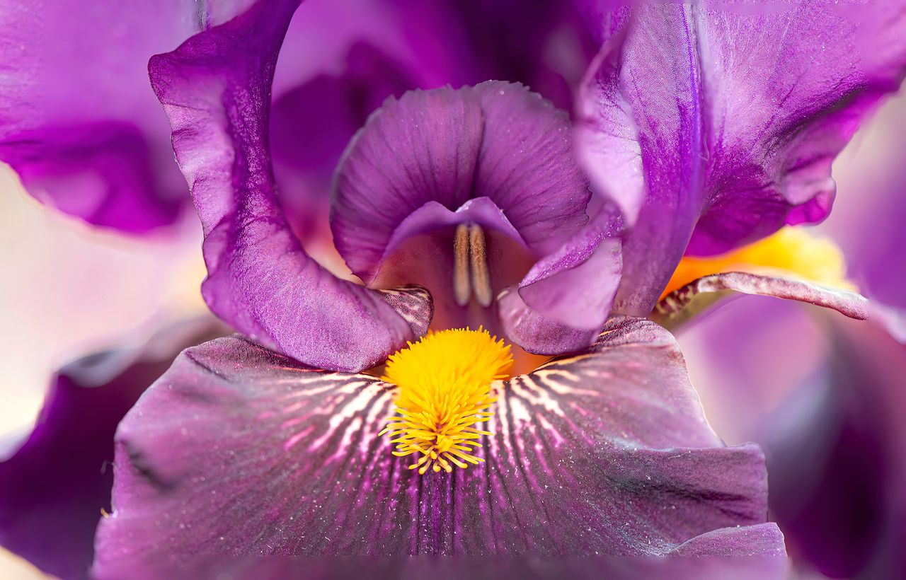 Macro photograph of Iris pallida root