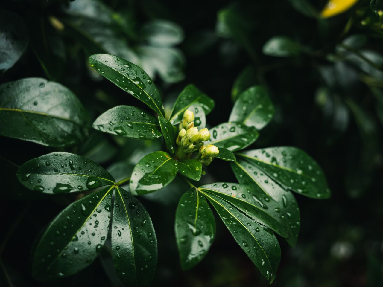 Macro photograph of the ingredients in Rain on Slate